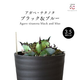 アガベ チタノタ ブラックアンドブルー 3.5号 希少 種 観葉植物 多肉植物 耐寒性 ミニ 育てやすい 小さい サイズ テーブル 玄関 風水 お祝い 卓上 珍しい おしゃれ インテリア 開店祝い 屋外 屋内夏ギフト お中元ポイント消化