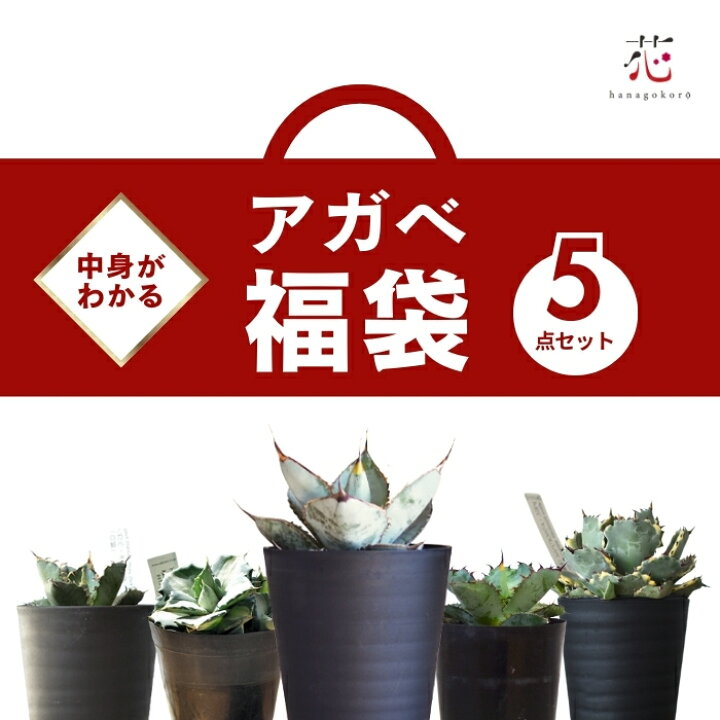 楽天市場】アガベ 中身がわかる福袋 5点セット 白鯨 チタノタ ブラック 