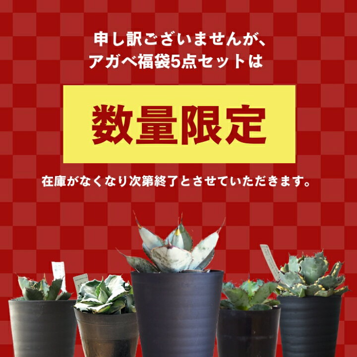 楽天市場】アガベ 中身がわかる福袋 5点セット 白鯨 チタノタ ブラック 