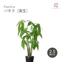観葉植物 パキラ 実生 2.5号 ミニ サイズ 鉢 セット スリム 玄関 風水 鉢植え 希少 ギフト テーブル 卓上 お祝い 贈り物 室内 小さい苗 カイエンナッツ 癒し おしゃれ インテリア 新築祝い 開店祝い夏ギフト お中元ポイント消化