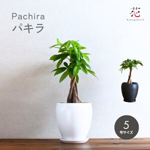 yN[|p500~IzpL 5 ϗtA ~j TCY  Zbg X   A ~j  Mtg e[u  j 蕨  c JCGibc  