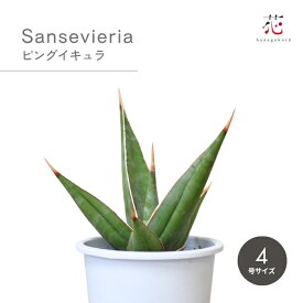 サンスベリア ピンギキュラ 観葉植物 希少 種 ピングイキュラ 4号 ミニサイズ 小さい 中型 珍しい レア 卓上 おしゃれ 小型 屋外 室内 玄関 インテリア 風水 運気 縁起の良い 花言葉 水やり 植え替え 土