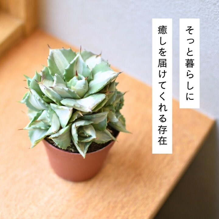 楽天市場】アガベ 王妃雷神 白中斑 2.5号 希少 斑入り 多肉植物 観葉 
