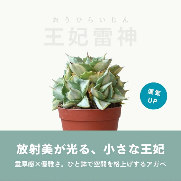 楽天市場】アガベ 王妃雷神 白中斑 2.5号 希少 斑入り 多肉植物 観葉 