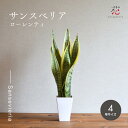 サンスベリア 観葉植物 ミニサイズ 4号 トラノオ サンセベリア おしゃれ ローレンティ 植木鉢 ミニサイズ 虎の尾 送料無料 専門店 種類 インテリア お祝い ギフト 風水 玄関 お試し 開業祝い 開店祝い 事務所 北欧 小さい ローレンチー 卓上 デスク 夏ギフトポイント消化