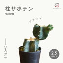サボテン 柱サボテン ブランチ ハシラサボテン 2.5号 観葉植物 鬼面角 小さい ミニ サイズ おしゃれ かわいい とげなし 多肉植物 卓上 希少 品種 大型 珍しい 玄関 風水 送料無料 トゲ無し おしゃれ インテリア 移転祝い 開店祝い夏ギフト お中元ポイント消化