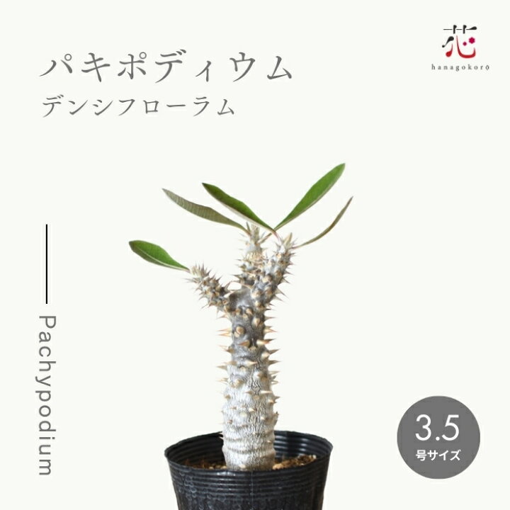 楽天市場】パキポディウム デンシフローラム 塊根植物 3.5号 希少 種 