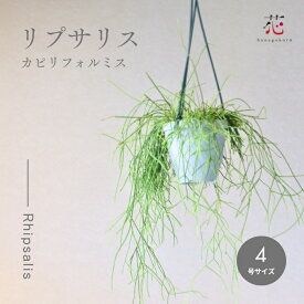【期間限定P5倍！】サボテン リプサリス カピリフォルミス 4号 観葉植物 吊り下げ おしゃれ 珍しい 種類 マツカゼ 松風 ハンギング 吊り鉢 かわいい 室内 小さい 小さめ 吊るす プランター つる性 卓上 棚 プラ鉢 インテリア 初心者 風水