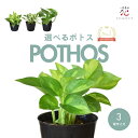選べる！ポトス グローバルグリーン 観葉植物 エンジョイ エメラルド つる性 ツタ 苗 3号 小さい サイズ 浅岡園芸 斑入り 希少 種 ギフト ハイドロカルチャー ではない おしゃれ 室内 丈夫 空気清浄 苗 耐陰性 耐寒性 ガーデニング お祝い プレゼント インテリアグリーン