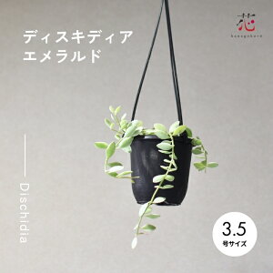 fBXLfBA Gh ϗtA A ݂ ݂艺 ubN 3  CeA  lC   IV 킢 |Cg   c S҉ăMtg 