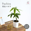 実生 パキラ 観葉植物 3.5号 開運 風水 樹形 希少 種 ミニ サイズ 卓上 お祝い 鉢 室内 おしゃれ 小さい サイズ インテリア 珍しい 小型 種類 新築祝い 開店祝い ギフト夏ギフト お中元ポイント消化