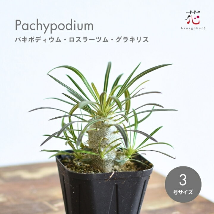 楽天市場】パキポディウム グラキリス ロスラーツム 塊根植物 