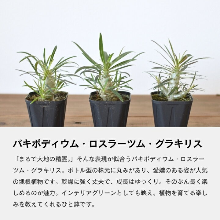 楽天市場】パキポディウム グラキリス ロスラーツム 塊根植物 