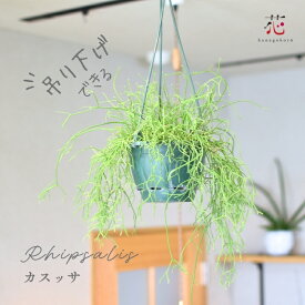 【期間限定P5倍！】サボテン リプサリス カスッサ 5号 ハンギング 観葉植物 吊り下げ 吊り鉢 吊るすタイプ ツル つる性 屋内 屋外 おしゃれ かわいい 送料無料 小さい 小型 サイズ 室内 インテリア 珍しい 小さい 棚 移転祝い 開店祝い