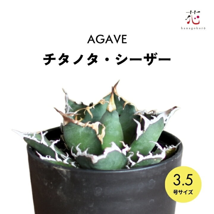 楽天市場】アガベ チタノタ シーザー 3.5号 希少 種 観葉植物 多肉植物 