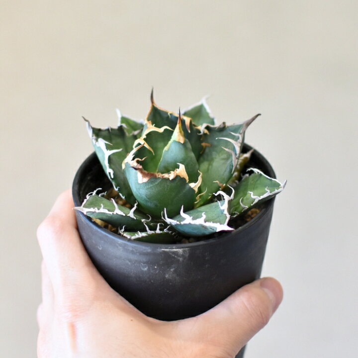 楽天市場】アガベ チタノタ シーザー 3.5号 希少 種 観葉植物 多肉植物 