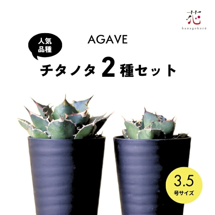 楽天市場】アガベ チタノタ おまかせ 人気品種 福袋 アソート 2種 