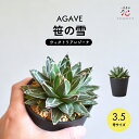 アガベ 笹の雪 3.5号 ヴィクトリアレジーナ 希少 種 多肉植物 小さい 卓上 観葉植物 珍しい 種類 レア 鉢 おしゃれ インテリア 竜舌蘭 リュウゼツラン 室内 リビング 送料無料 育て方