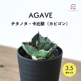 アガベ チタノタ カビゴン 希少 種 多肉植物 3.5号 サイズ 珍しい レア 人気 丈夫 育てやすい 卓上 おしゃれ インテリア 珍奇 リュウゼツラン 竜舌蘭 室内 デスク周り 初心者 初級