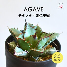 アガベ チタノタ ヒメニオウカン 姫仁王冠 3.5号 希少 種 斑入り 鉢 多肉植物 観葉植物 ミニ 育てやすい 小さい サイズ テーブル 玄関 風水 お祝い 卓上 珍しい おしゃれ インテリア 開店祝い 屋外 屋内 室内