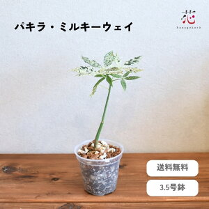 pL ~L[EFC  3.5 ~j TCY  Zbg X   A  Mtg e[u  j 蕨  c JCGibc   CeA Vzj