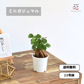 ガジュマル 2.5号 ミニ 観葉植物 多幸の木 お祝い おしゃれ がじゅまる 小さい ギフト ガジュマルの木 ハイドロカルチャー ではない インテリア リビング 移転祝い 開店祝い プレゼント 贈り物 サイズ テーブル 玄関 風水 お祝い 卓上 屋外 屋内 室内