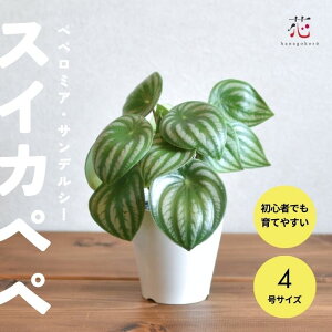 XCJyy~A TfV[ XCJyy ϗtA ݂蔫 CeA y 킢    A  Ă₷ v  S ړ]j JXj