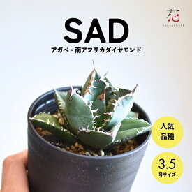 【8800円→7700円 1000円引き】アガベ チタノタ 南アフリカダイヤモンド SAD 3.5号 希少 種 観葉植物 多肉植物 送料無料 耐寒性 ミニ 育てやすい 小さい サイズ テーブル 玄関 風水 お祝い 卓上 珍しい おしゃれ インテリア 開店祝い 屋外 屋内