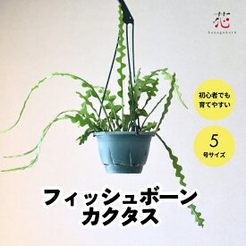 フィッシュボーン 観葉植物 カクタス エピフィルム 5号 ハンギング サボテン トゲ なし 多肉植物 吊り下げ 鉢 吊るす アングリガー 育て方 室内 珍しい レア 希少 カクタス エピフィラム おしゃれ 送料無料 ギフト