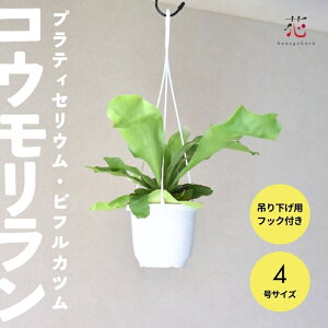 yԌP10{IzRE rJNV_ ݂艺 ݂蔫 veBZE rtJc 4 ϗtA Ǌ| ݂邷^Cv nMO 킢  CeA ړ]j JXj