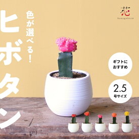【期間限定P10倍！】サボテン 緋牡丹 ヒボタン 観葉植物 小さい サイズ セット かわいい 花 咲く 人気 希少 種 珍しい 種類 おしゃれ ギフト 多肉植物 室内 風水 開店祝い お祝い プレゼント インテリア母の日ギフト夏ギフト お中元ポイント消化