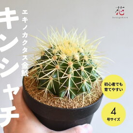 サボテン 金鯱 キンシャチ エキノカクタス 4号 観葉植物 小さい レア 希少 おしゃれ 多肉植物 風水 インテリア かわいい ギフト プレゼント 新築祝い 移転祝い 開店祝い 卓上 玄関 デスク 珍しい 屋外 室内 ミニサイズ