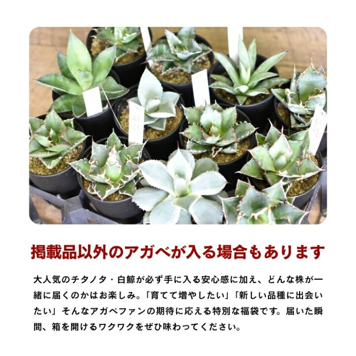 楽天市場】【期間限定9999円→8888円】アガベ ガチャ 福袋 訳あり 