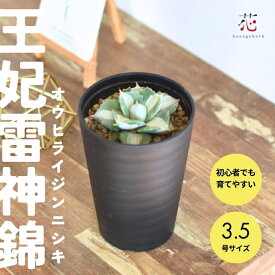 アガベ 王妃雷神 白中斑 3.5号 希少 斑入り 多肉植物 観葉植物 ミニ 小さい サイズ テーブル オウヒライジン 玄関 風水 お祝い 卓上 珍しい おしゃれ インテリア 開店祝い 屋外 屋内 室内