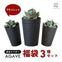 楽天市場】アガベ セットの通販