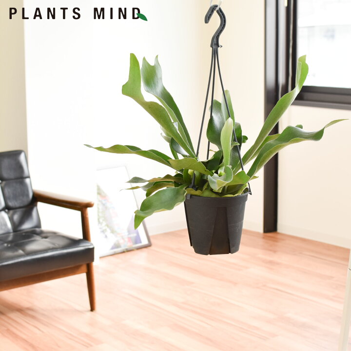 楽天市場 選べる 観葉植物 吊り下げ 人気 ハンギング ビカクシダ プラティセリウム コウモリラン ５号 吊り鉢 おしゃれ 鉢植え インテイリア 丈夫 室内 新品種 移転祝い 開店祝い バレンタイン 観葉植物の Plants Mind 花ごころ