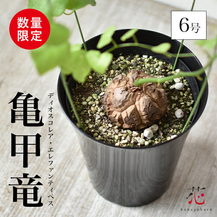 楽天市場】＼選べる安心！／ 塊根植物 希少 亀甲竜 ディオスコレア 