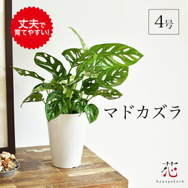 マドカズラ お試し 4号 ミニ モンステラ 観葉植物 小さい サイズ 斑入り ではない ギフト 1000円 小型 玄関 インテリア おしゃれ 室内 丈夫 新品種 空気清浄 苗 耐陰性 耐寒性 移転祝い お祝い プレゼント 母の日