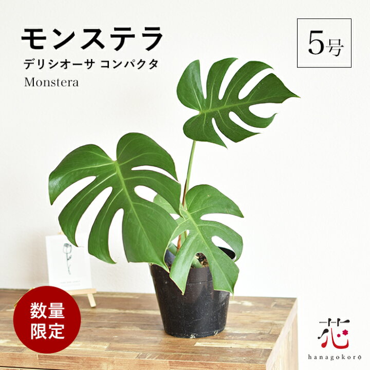 楽天市場】モンステラ デリシオーサ コンパクタ 5号 希少 種 観葉植物 