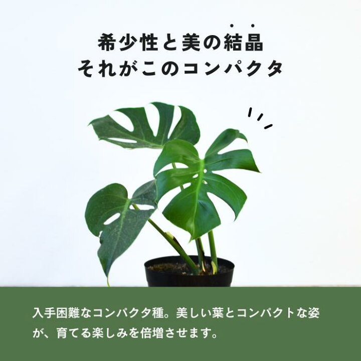 楽天市場】モンステラ デリシオーサ コンパクタ 5号 希少 種 観葉植物 