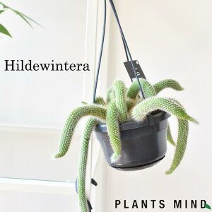 珍しい サボテン 観葉植物の人気商品 通販 価格比較 価格 Com 珍しい サボテン 観葉植物の人気商品 通販 価格比較 価格 Com
