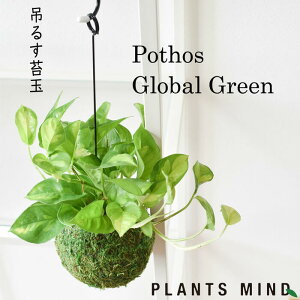 観葉植物 苔玉 Diy 工具の人気商品 通販 価格比較 価格 Com 観葉植物 苔玉 Diy 工具の人気商品 通販 価格比較 価格 Com