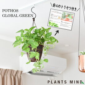 楽天市場 観葉植物 ハンギングの通販