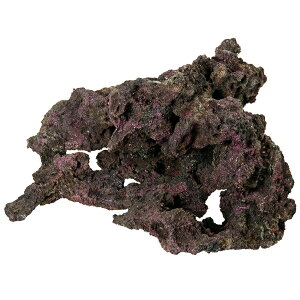 ORCA@OCEAN@ROCK@21@39×39×28cm@CubNvJ