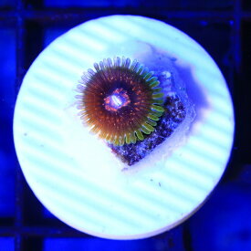 （サンゴ）マメスナギンチャク　グランドマスタークラカトア　プラグ付き（1個）