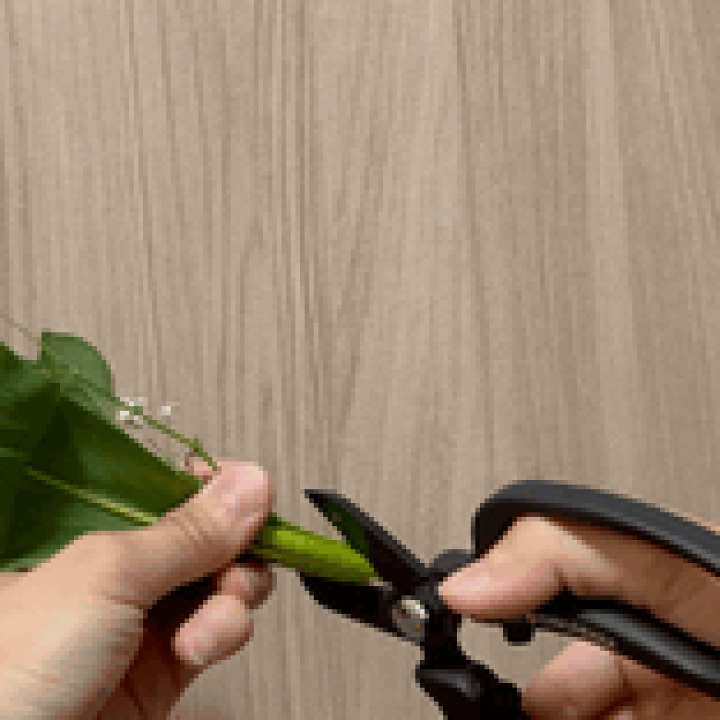 楽天市場】[エントリーでP+5倍] 花 はさみ 近正 MF-9000V 花鋏