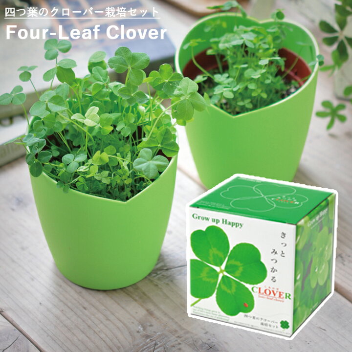 楽天市場 家庭菜園 Gd 592 きっとみつかる四葉クローバー栽培セット Jan 聖新陶芸 ものうりばplantz