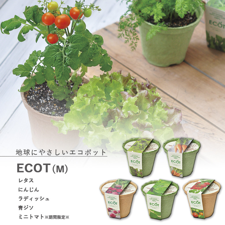 地球にやさしい国産エコポット。  GD-411 エコットM 5種類から選べます ※ミニトマトは12月～6月のみの販売です