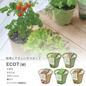 【6月中エントリーでP10倍】家庭菜園 GD-411 エコットM 5種類から選べます(※ミニトマトは12月～6月のみの販売です) 聖新陶芸