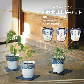 楽天市場 桜 盆栽 種子栽培セット 栽培セット ガーデニング 農業 花 ガーデン Diyの通販